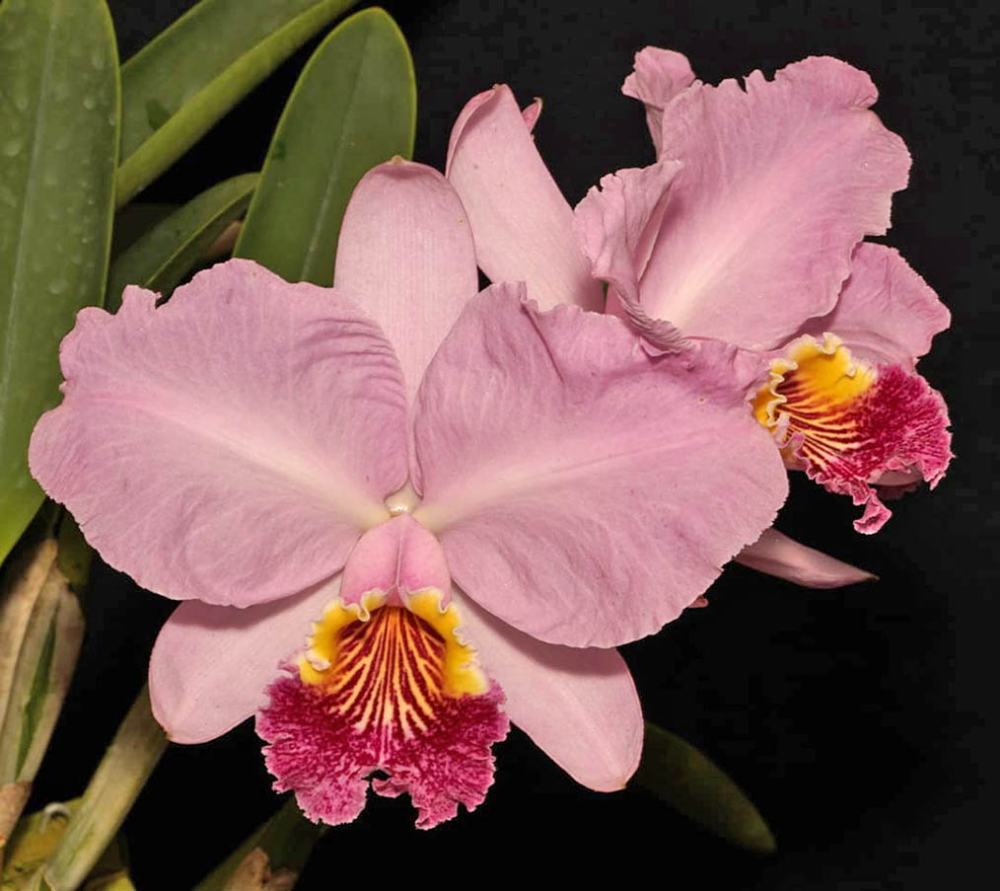Cattleya lueddemanniana vinicolor 'Baco Gave' x self
