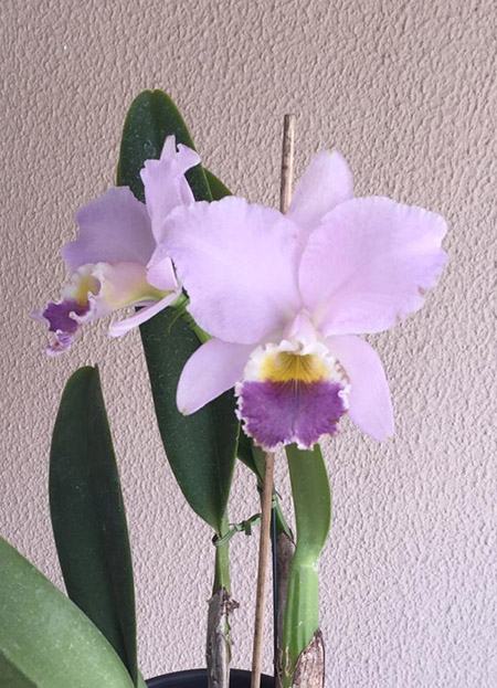 Cattleya labiata coerulea (Z-185 x coerulea) x self