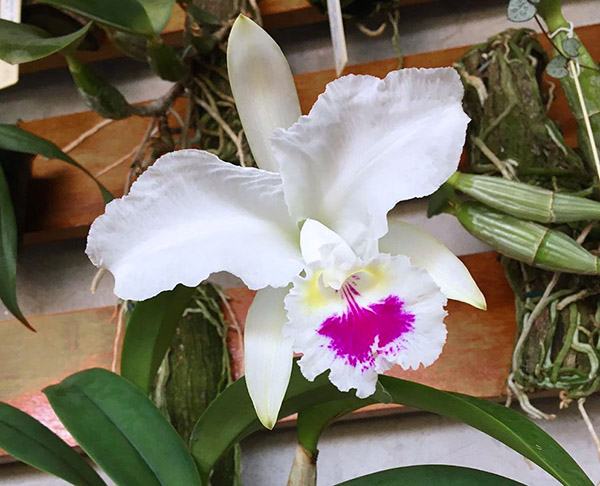 Cattleya lueddemanniana semi-alba 'Cavacano' x 'Karin'