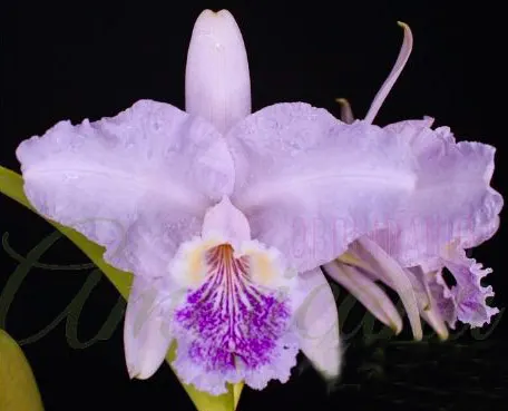 Cattleya lueddemanniana coerulea 'Zilai' x 'VC#2'