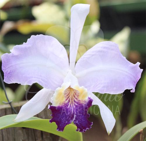 Cattleya lueddemanniana coerulea pincelada 'Giovani Bordini' x 'Deep Ocean'