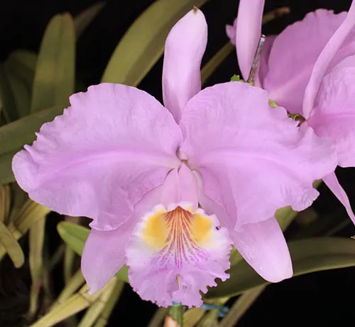 Cattleya lueddemanniana concolor 'Orquiven' x 'BV#4'