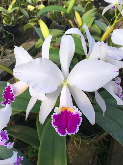 Cattleya jemannii semi-alba x self