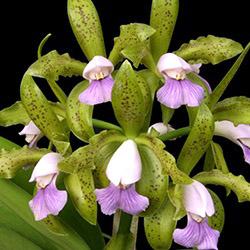 Cattleya leopoldii coerulea