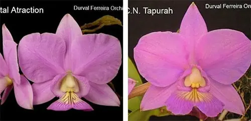 Cattleya nobilior 'Fatal Atraction' x 'Tapurah'