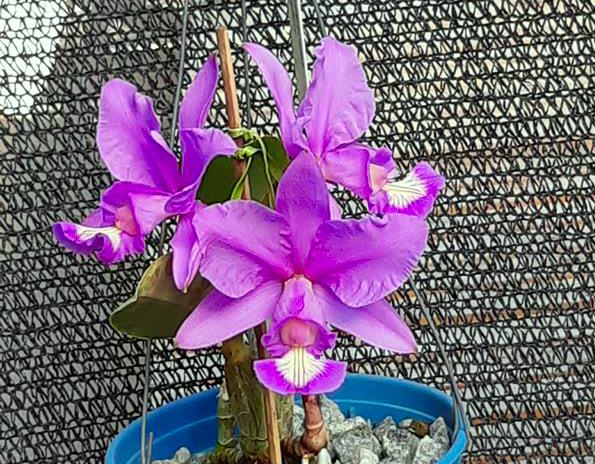 Cattleya nobilior 'Brasileirinha' x rubra 'Baton'