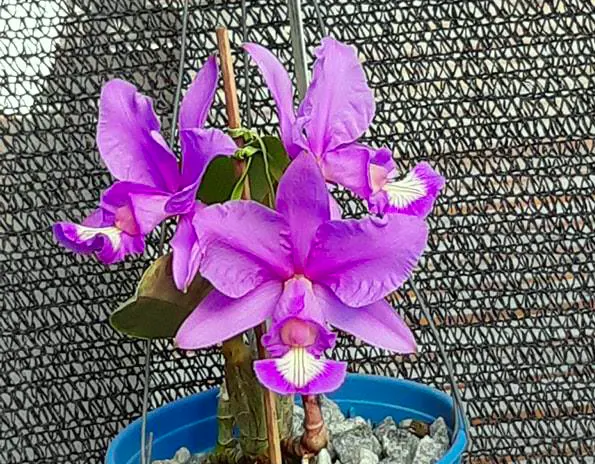 Cattleya nobilior 'Brasileirinha' x rubra 'Baton'