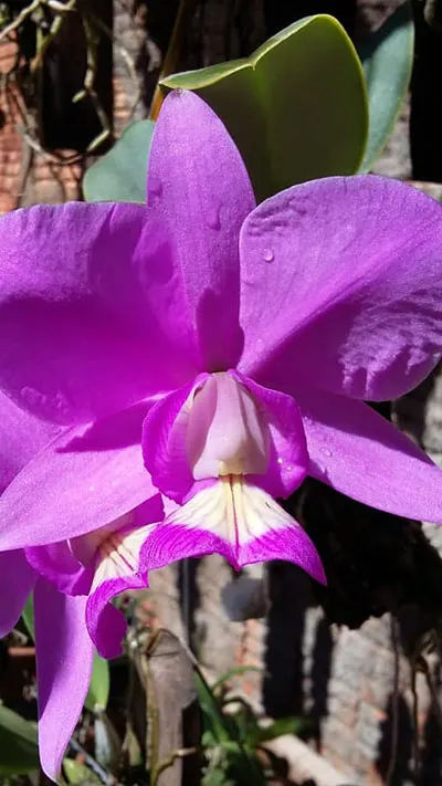 Cattleya nobilior tipo (Don Rafael Wenzel) x nobilior tipo (Catanduva)