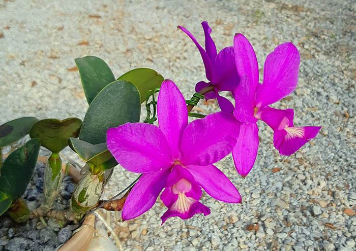 Cattleya nobilior '#2' x 'Dom Casmurro'