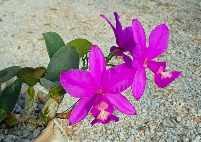 Cattleya nobilior '#2' x 'Dom Casmurro'