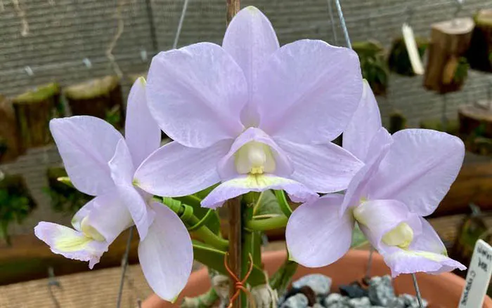 Cattleya nobilior coerulea 'Miranda' x coerulea 'Kriptonita'