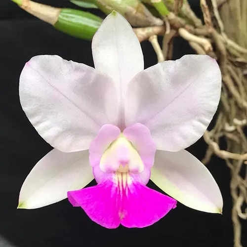 Cattleya walkeriana semi-alba aquini (Gloriosa x Tokio)