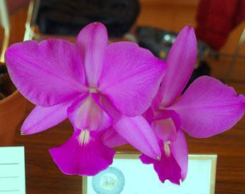 Cattleya walkeriana tipo 'Marcio Silveira' x 'Lobo Mau'
