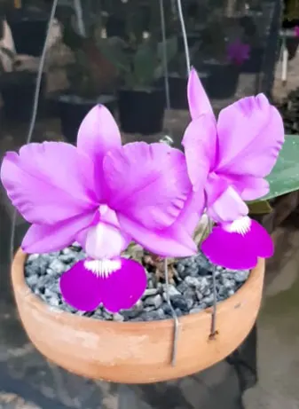 Cattleya walkeriana coerulea 'Caliman' x 'Patricia' (tipo)