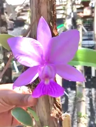 Cattleya walkeriana tipo 'Santinha' x 'Morada Nova'