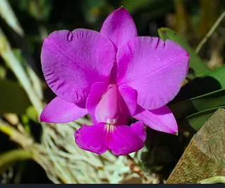 Cattleya walkeriana rubra 'Ivanhoe' x rubra 'Eve'