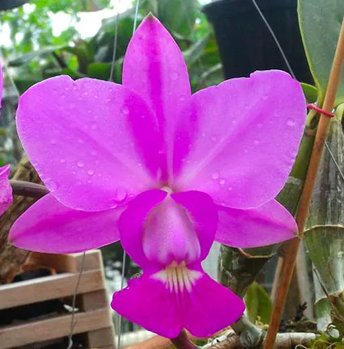 Cattleya walkeriana (2001) x semi-alba 'Chapeuzinho Vermelho'