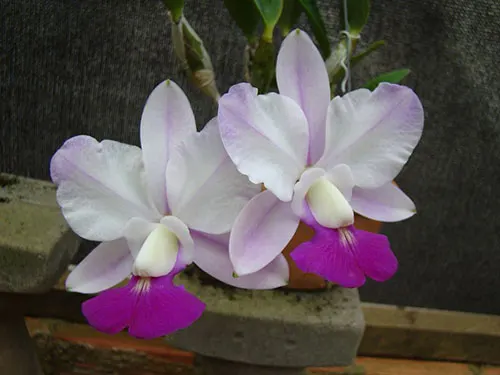 Cattleya walkeriana 'Puanani' x 'Tokyo' x 'Heloisa Hulman' (aquinada, diferenciada)