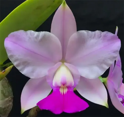 Cattleya walkeriana semi-alba 'Puanani' 4n x aquini 'Galo'