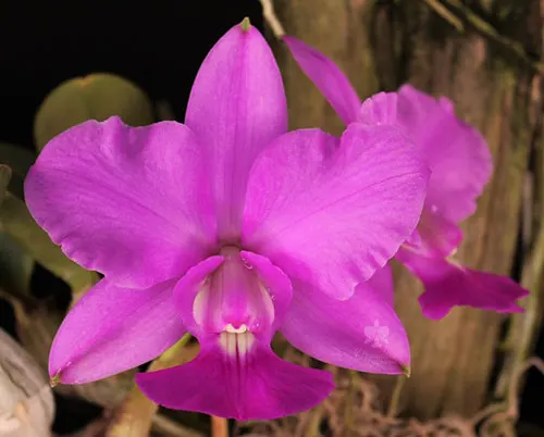 Cattleya walkeriana tipo 'Dayane Wenzel' x '2001'