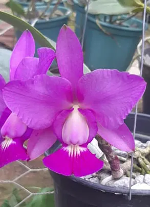 Cattleya walkeriana 'Carola' x 'Beija Flor' (flor boa)