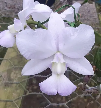Cattleya walkeriana coerulea  'MG'