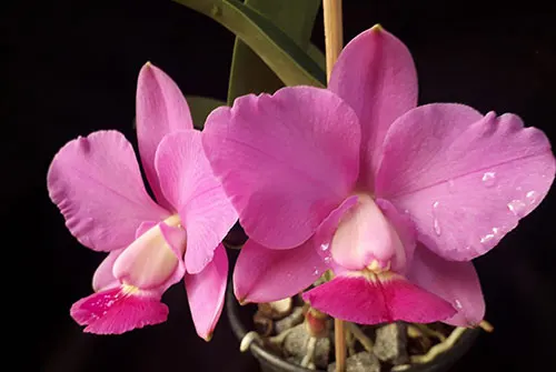Cattleya walkeriana (tipo #120) x 'Impecavel'