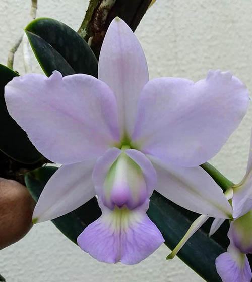 Cattleya walkeriana (A15) x coerulea 'Kalore'