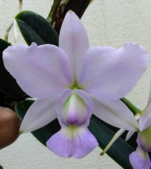 Cattleya walkeriana (A15) x coerulea 'Kalore'