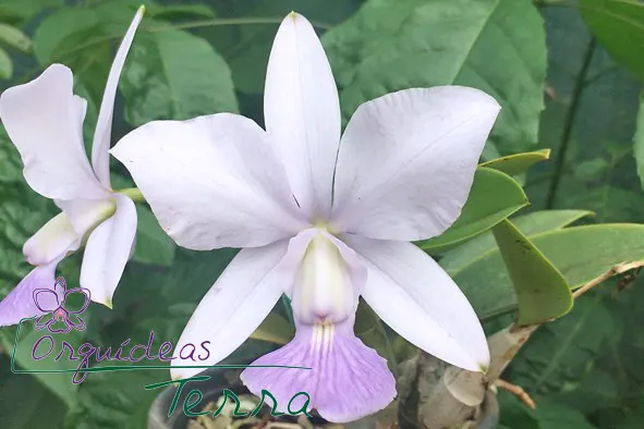 Cattleya walkeriana coerulea 'Adao' x 'Blue City'