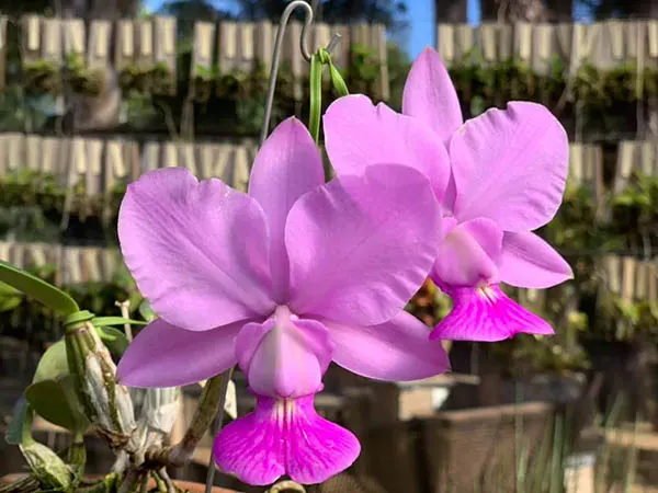 Cattleya walkeriana rosada