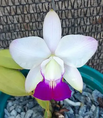 Cattleya walkeriana semi-alba (aquini 'Sano' x aquini 'Gloriosa') x perola 'Maravilha'
