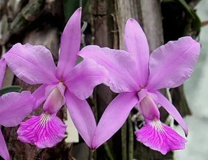 Cattleya walkeriana tipo labelo bonito
