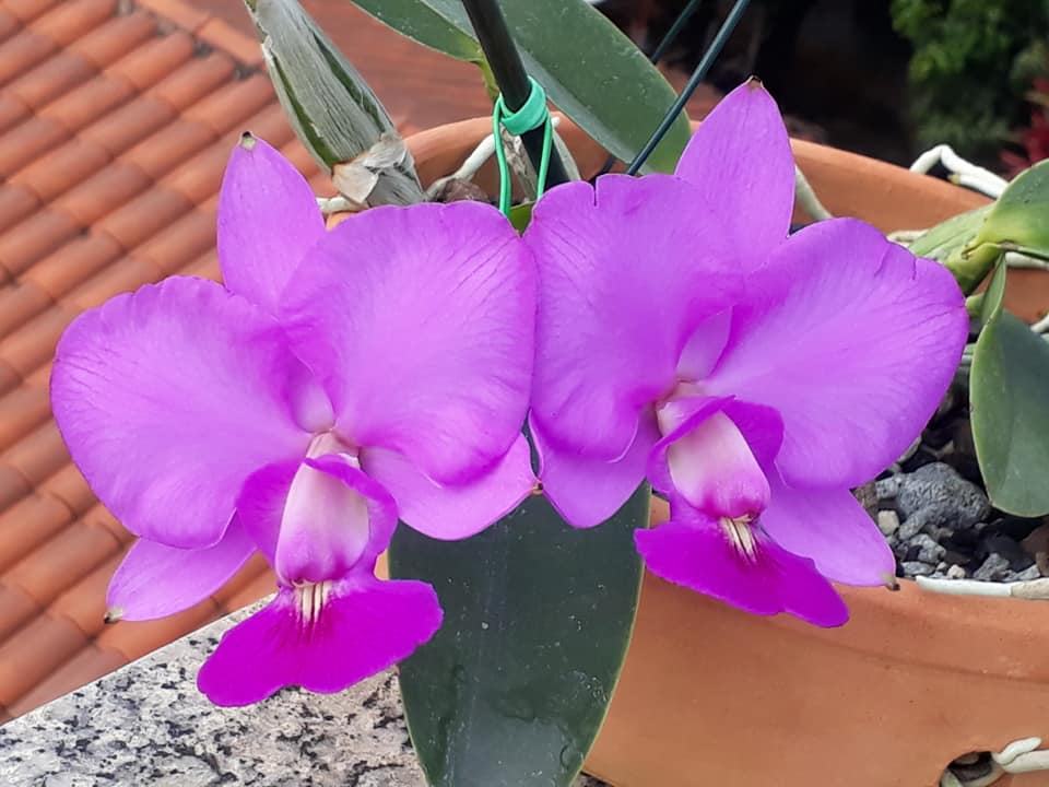 Cattleya walkeriana 'Rafinha' x 'Luiz Castro'