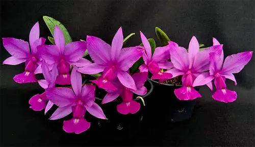 Cattleya wallkeriana flamea divina