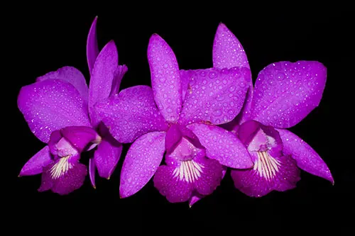 Cattleya x labendziana (C.nobilior 'Lori' x C.violacea Superba')