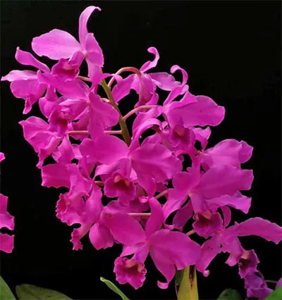 Cattleya bowringiana
