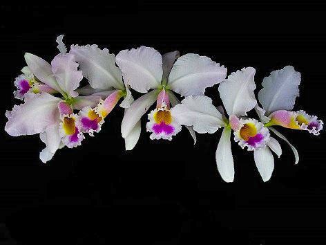 Cattleya gaskelliana semi-alba 'Elisa' x self