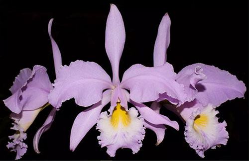 Cattleya gaskelliana concolor ('Ana' x 'Bela Vista')