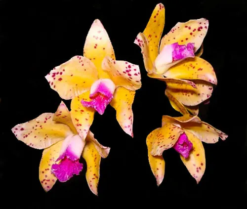 Cattleya amethystoglossa (aurea 'BV' x aurea 'Walmey')