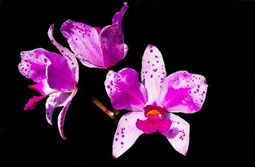 Cattleya amethystoglossa (pincelada x pincelada)