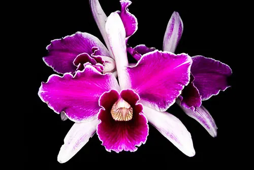Laelia purpurata (flamea 'Sunset' x striata orla branca 'Cheida')