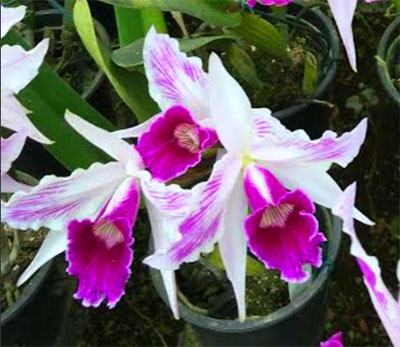 Laelia purpurata (stiata 'Bela Vista' x 'Ana Clara')