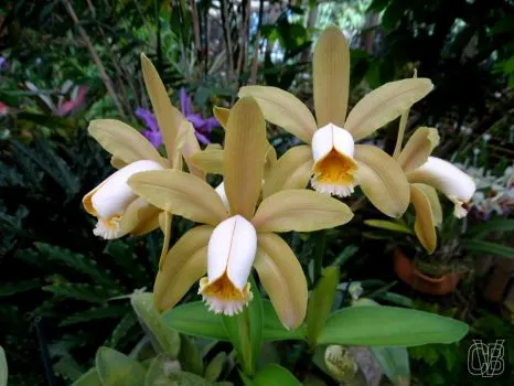 Cattleya forbesii ('Bela Vista 1' x 'Bela Vista 2')