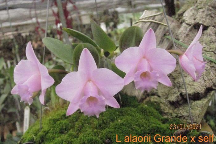 Laelia alaorii tipo grande x self