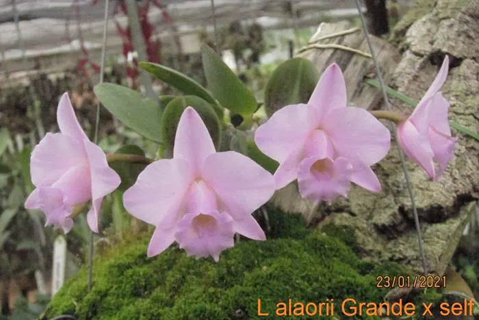 Laelia alaorii tipo grande x self