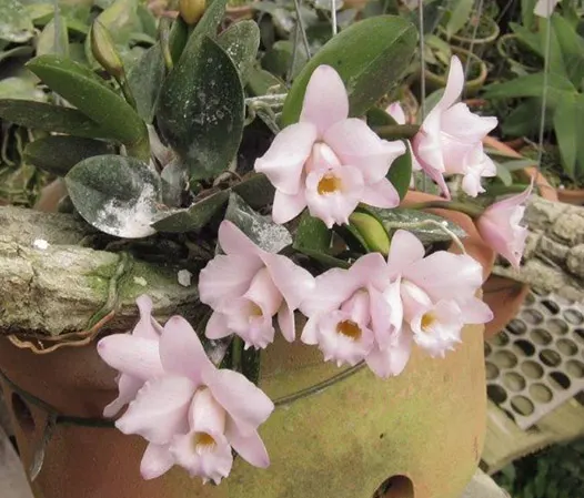 Laelia alaorii suave x suave