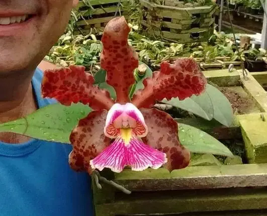 Cattleya schilleriana tipo XXXX ('Guarapari' x '#77') (B)