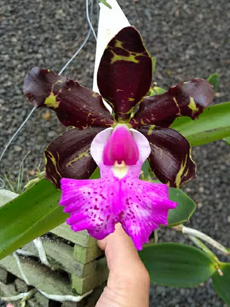 Cattleya aclandiae tipo 'Pretona' ( Mulatinha x Itaparica)