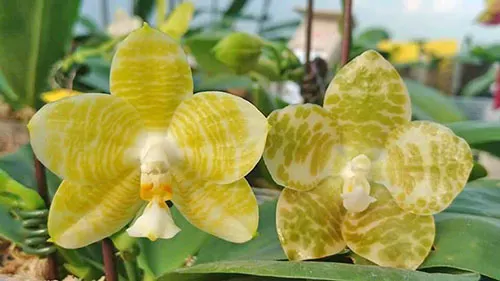 Phalaenopsis Mituo Golden Tiger 'Gold Ring' x gigantea alba 'Ta wei'